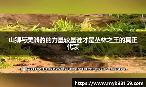 山狮与美洲豹的力量较量谁才是丛林之王的真正代表